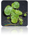 Hydrocotyle leucocep